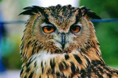 Bu, kameraya bakan büyük boynuzlu bir baykuşun resmi.. 