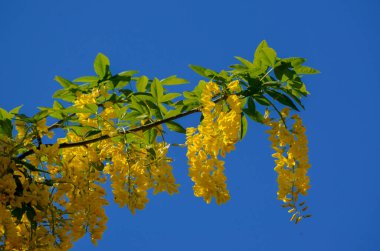 Laburnum çiçekleri bir daldan sarkan.