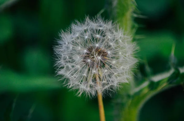 Enkele Paardebloem Met Donkergroene Achtergrond — Stockfoto