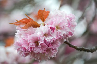 Kiraz çiçeğinin bir dalına odaklan.
