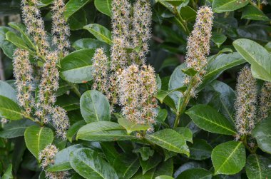 Yapraklı beyaz çiçekler.