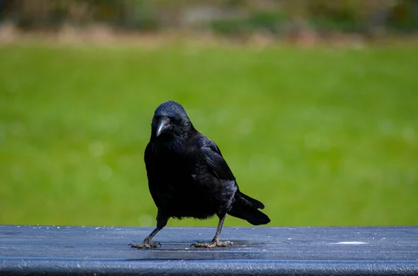 Crow Bench Green Background — Stock Photo, Image