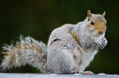 Fındık yiyen sincap kameraya bakıyor..