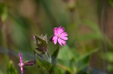 Arka planda yaprakları olan tek pembe çiçek..