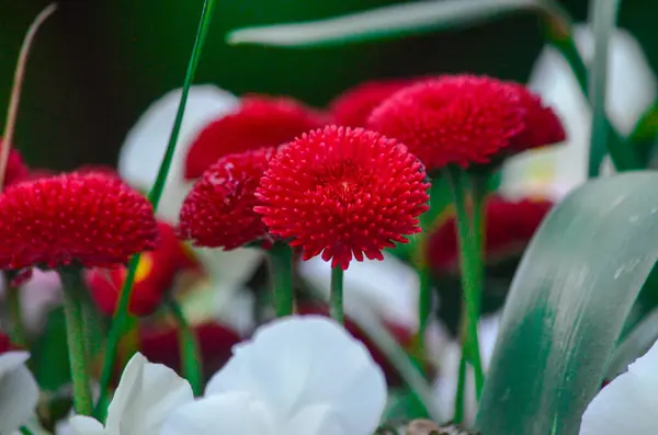 Flores Vermelhas Brancas Com Folhas Verdes — Fotografia de Stock