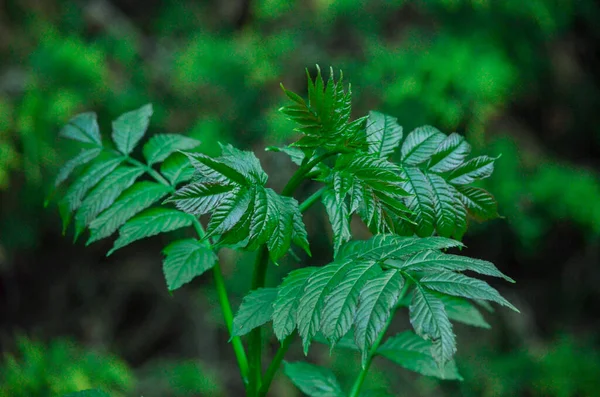 Дикие Растения Зеленым Фоном Леса — стоковое фото