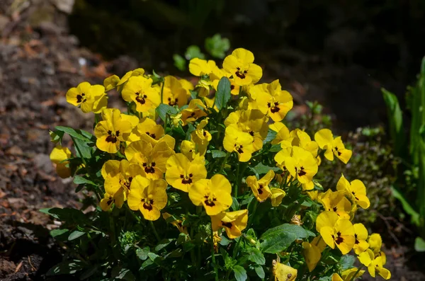 Gelbe Stiefmütterchen Mit Grünen Blättern Boden — Stockfoto