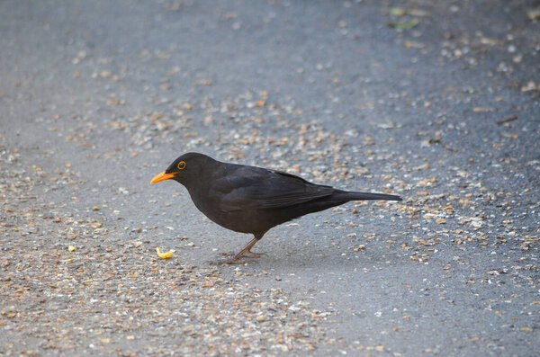 Black bird eating on the road.