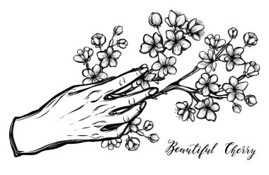 Güzel Cherry, Vektör çizimi, Sakura dalı, tomurcuklar, çiçekler, el yapımı, senin için kart.