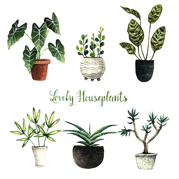 Watercolor Illustration Lovely Houseplants Postcard You Handmade Set White Background — Stock Photo, Image