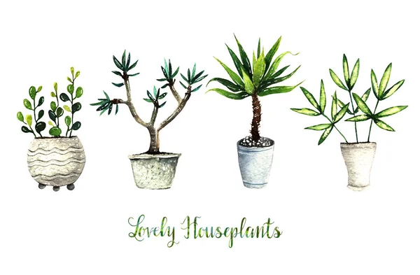 Aquarell Illustration Schöne Zimmerpflanzen Postkarte Für Sie Handgemacht Weißer Hintergrund — Stockfoto