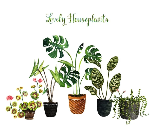 Illustration Aquarelle Belles Plantes Intérieur Carte Postale Pour Vous Fond — Photo