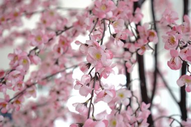 Yapay pembe kiraz çiçeklerinin seçici odağı