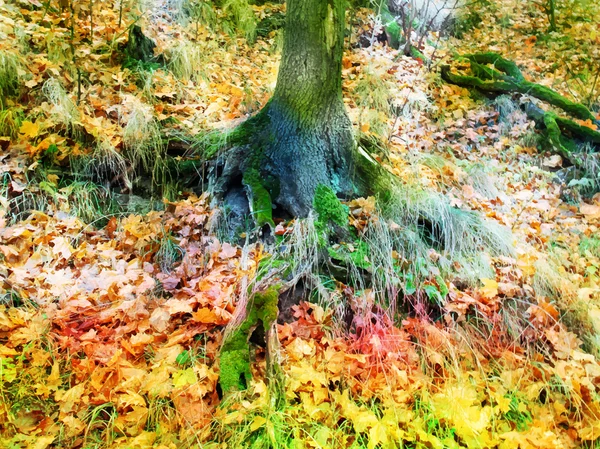 Magic Aquarelle forest.  Autumn, orange and green colors. Raster Stock Image