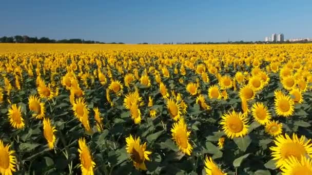 Flyg Över Solrosfält Närbild Låg Vinkel Stad Bakgrund Byggnader Jordbruk — Stockvideo