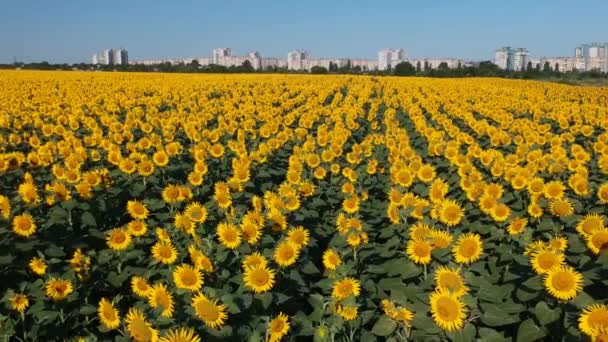 Fliegen Sie Über Sonnenblumenfeld Nahaufnahme Niedrigen Winkel Stadt Hintergrund Gebäude — Stockvideo