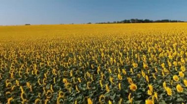 Ayçiçeği tarlasının üzerinden uç. Düşük açılı şehir arka planındaki binaları kapat. Tarım.