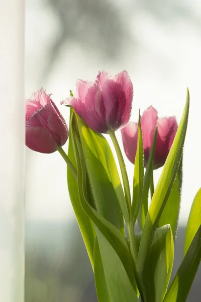 Trois tulipes rouges à la fenêtre — Photo