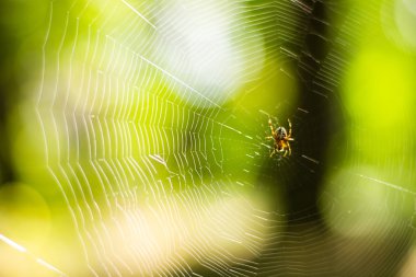 onun Web Spider