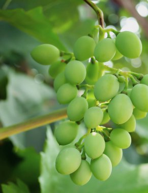 Sarmaşıkta olgunlaşmış yeşil üzümler.
