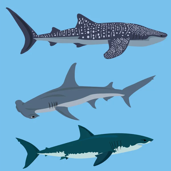 Colección de ilustración vectorial de tiburones — Vector de stock