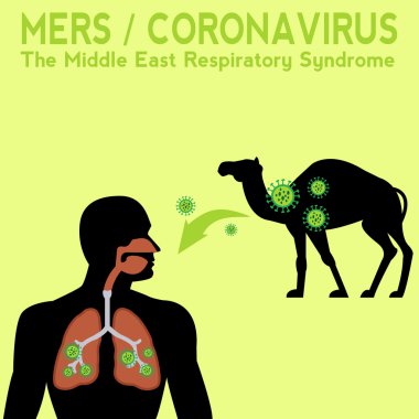 Mers / coronavirus desease transfer vektör diyagramı