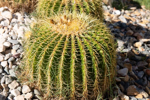 Cactus Globular Suculenta Primer Plano Fondo —  Fotos de Stock