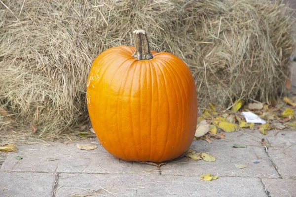 Large Bright Ripe Pumpkin Jack Lantern — Stock Photo, Image