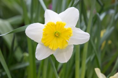 Çiçek beyaz ve sarı narsisleri kapatın.