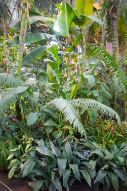 Botanik Bahçesi: Tropikal bitkiler