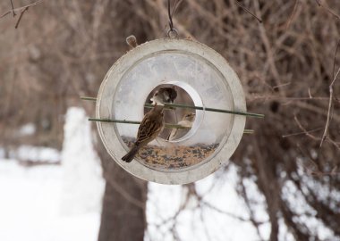 Sparrow Passer Housticus 'u besleyenden yiyorlar.