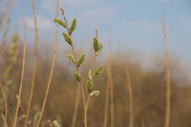bahar söğüt çiçeği mavi gökyüzü