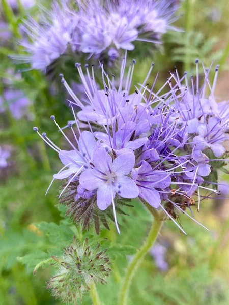 Blüte Der Phacelia Tansyleaf Hydrophyllaceae — Stockfoto