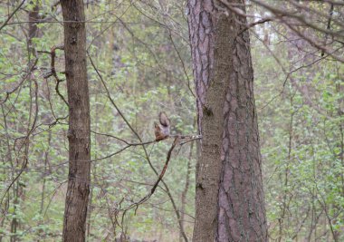 Sciurus vulgaris sincabı ormanda.