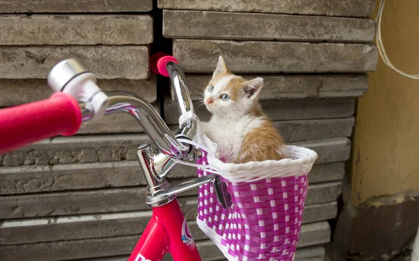 Bisiklet sepetinde iki kedi yavrusu