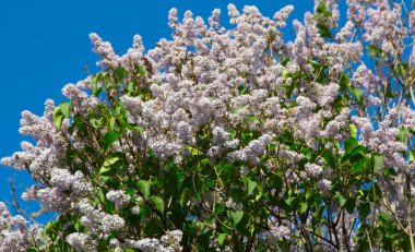 Çiçekli leylakların yemyeşil çalıları yakın plan