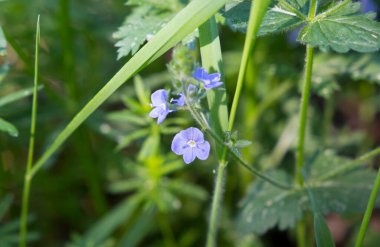 mavi Veronica çiçeği Plantaginaceae arkaplanı