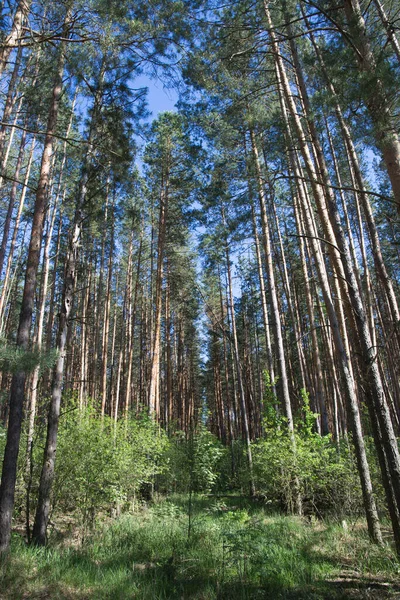 Kiefernwald Sommer Hintergrund Vertikal — Stockfoto