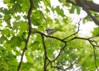 Orman kuyruklu kuş Motacilla arka planı 