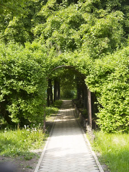 Green tunnel or berceau in the garden