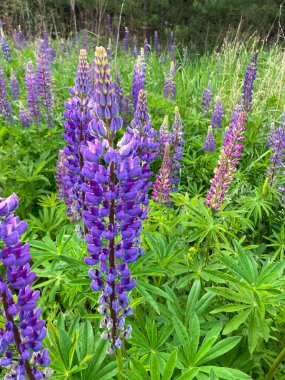 Parlak mor lupinler tarlası