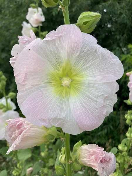 Mallow Flower Close Background — Stock Photo, Image