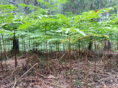 Karışık bir ormanda eğrelti otlarının olduğu bir arazi.