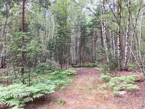 Une Clairière Fougères Dans Une Forêt Mixte — Photo