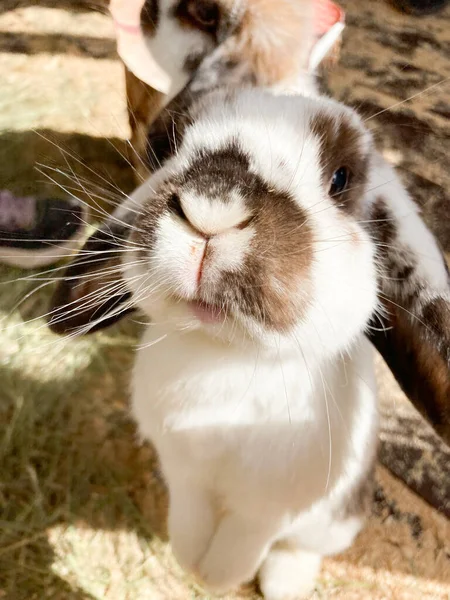 Lapin Aux Oreilles Bouclées Tient Sur Ses Pattes Arrière Regarde — Photo