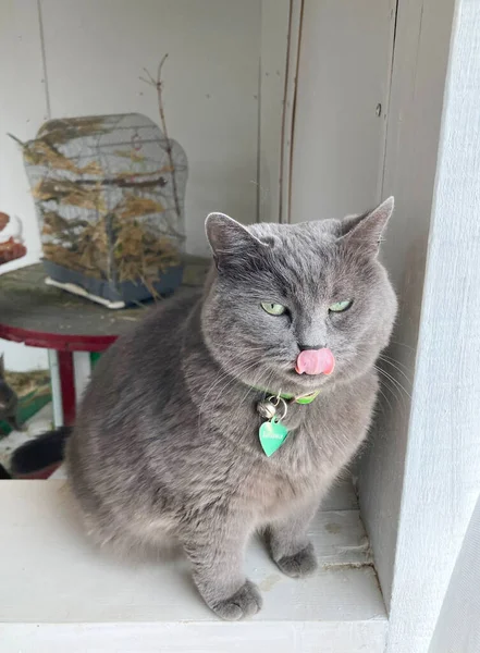 Big Gray Cat Licks Its Nose — Stock Photo, Image