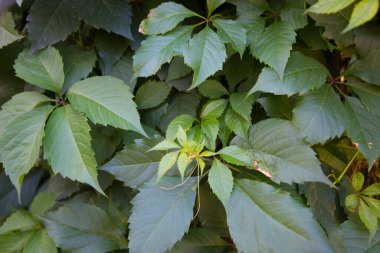Kızlık üzümleri beş yapraklı arka plan