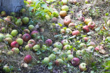 Birçok renkli elma yeşil çimlerin üzerinde uzanıyor, bahçedeki çayırlar, iyi bir hasat gibi.. 