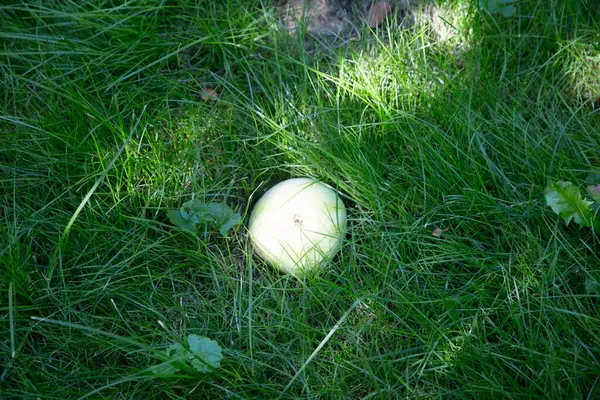 Yeşil Çimlerin Üzerinde Yeşil Bir Elma — Stok fotoğraf