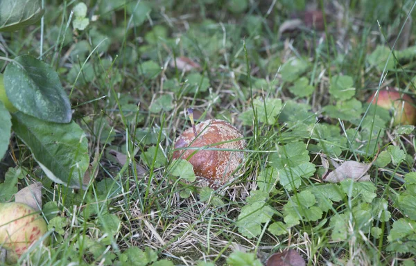 Een Rotte Appel Het Groene Gras — Stockfoto